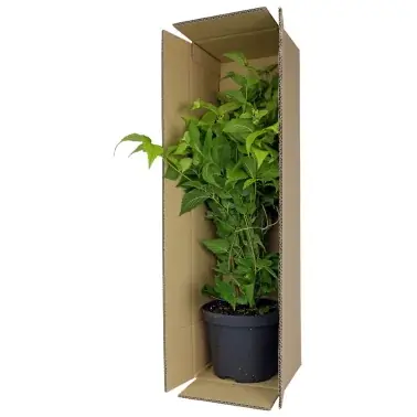 Mycket uppskattad - Verzenddoos planten K53, 74 x 20 x 17 cm, 20 stuks