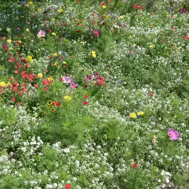 Premiumkvalitet | Tempo Blütenflor ettårig, 500 g