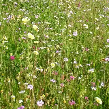 Populär - Ren blandning av vilda blommor och örter, flerårig, 500 g