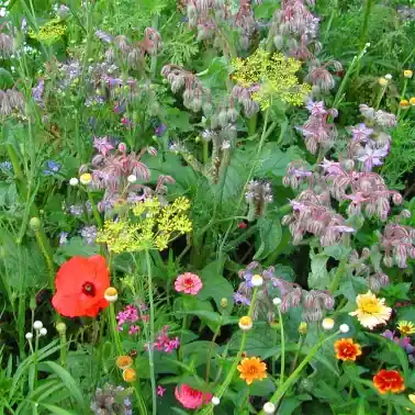 Mycket efterfrågad - Äng för nyttiga insekter ettårig, 500 g