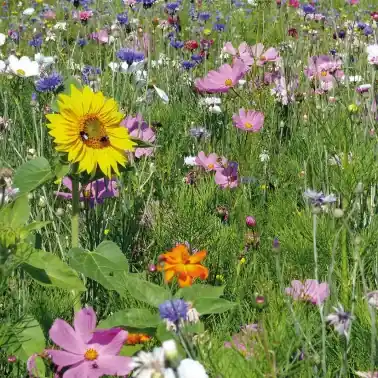 Endast ett fåtal kvar | Honungsblomma ettårig/perenn, 1 kg