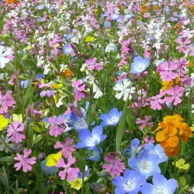 Finns nu | Bloemenweide extra kort eenjarig/blijvend, 60 g