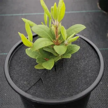 Abdeckscheibe wecult® 155RM, Ø 15,5 cm, 1.600 Stück - Nyhet i sortimentet