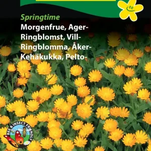 Åkerringblomma ‘Springtime‘ - Favorit hos kunderna