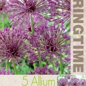 Allium, Stäpplök ‘Albopilosum‘ 5st - Professionell kvalitet