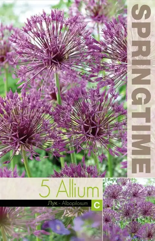 Allium, Stäpplök ‘Albopilosum‘ 5st - Professionell kvalitet