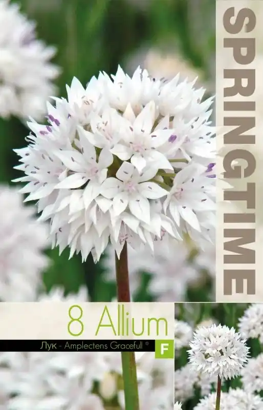 Allium, Papperslök ‘Graceful Beauty‘ 8st | Passa på nu