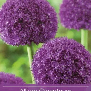 Allium, Prydnadslök ‘Giganteum‘ 1st | Handla säkert