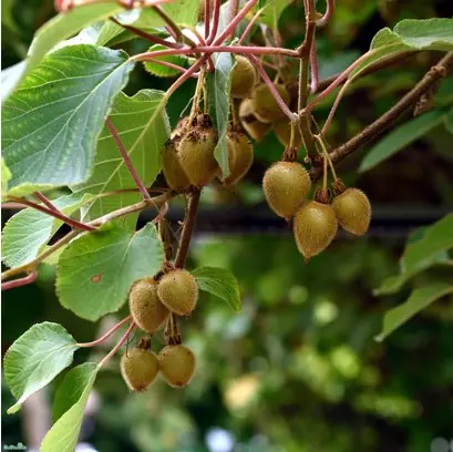 Kiwi ‘Jenny‘ 3-pack i kruka - Nytt hos oss