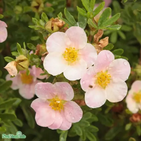 Få kvar i lager | Trädgårdstok ‘Pink Queen‘ 3-pack i kruka