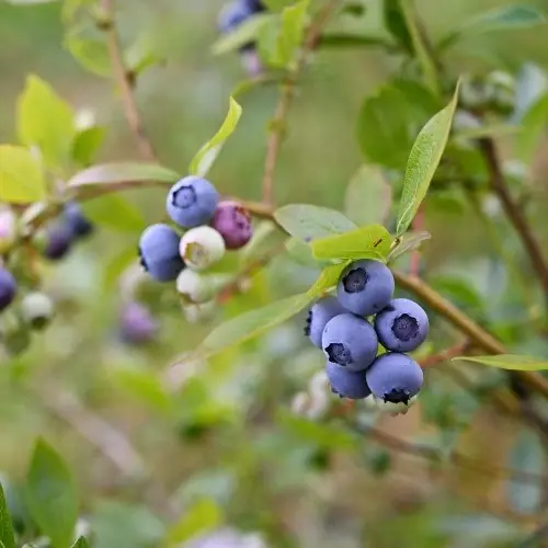 Väl omtyckt | Amerikansk blåbär ‘Roxy Blue‘ 3-pack i kruka