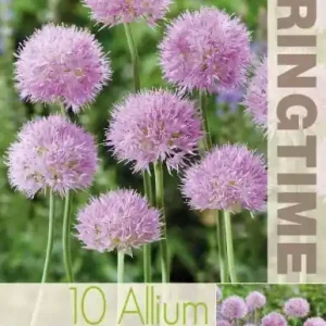 Allium, Klotlök ‘Rosy Dream‘ 10st | Väl omtyckt