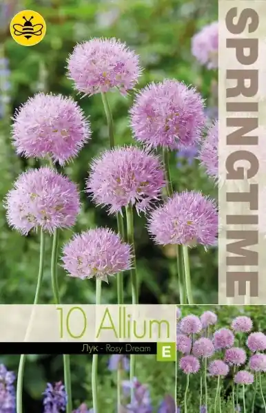 Allium, Klotlök ‘Rosy Dream‘ 10st | Väl omtyckt