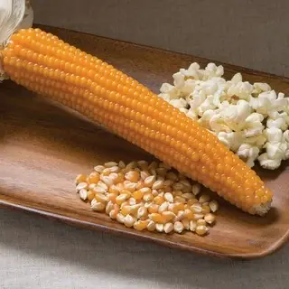 Popcornmajs ‘Robust 997‘ F1 Frö - Sänkt pris