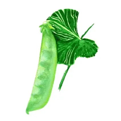 Sockerärt ‘Norli‘ Svenskodlat frö - Rabatt