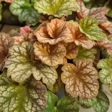 Alunrot ‘Changeling‘ 12cm kruka - Mycket uppskattad