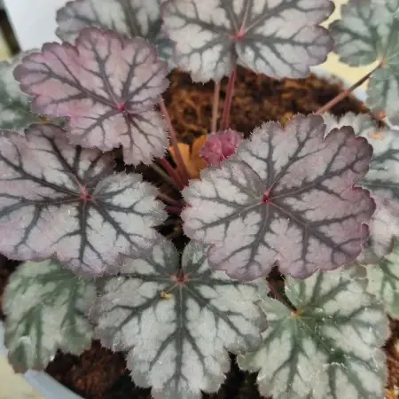 Alunrot ‘Glitter‘ 12cm kruka | Väl omtyckt