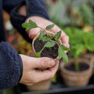Prissänkt | Att så tomatfrön och förså tomater Blomsterlandet
