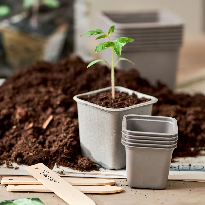 Begränsat lager | Plantera om dina tomatplantor Blomsterlandet