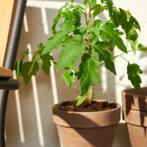 Finns tillgänglig | Tomatplanta – sex snabba tips för att lyckas