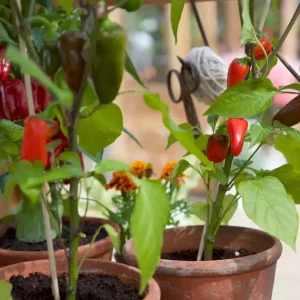 Chili – ta hand om uppdrivna plantor - Lågt pris