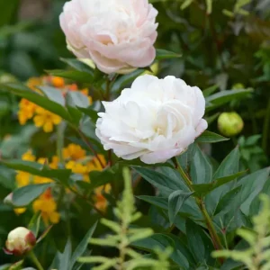 7 sommarblommande favoriter - Endast idag