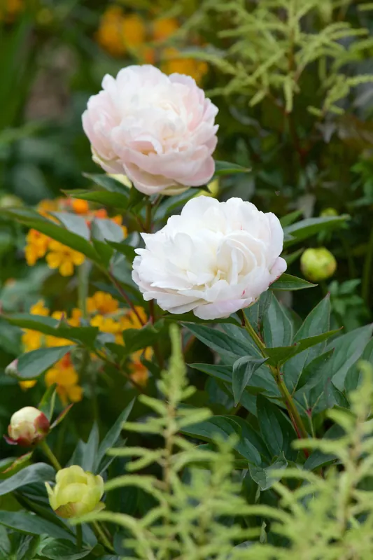 7 sommarblommande favoriter - Endast idag