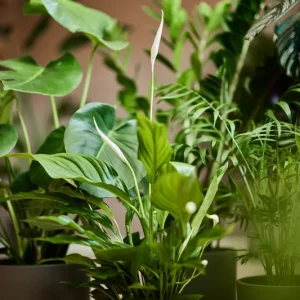 Välmående med gröna växter som luftrenare Blomsterlandet | Mycket populär