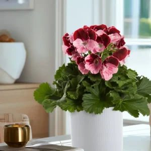 8 blommande krukväxter som ger vårkänsla! | Begränsat lager