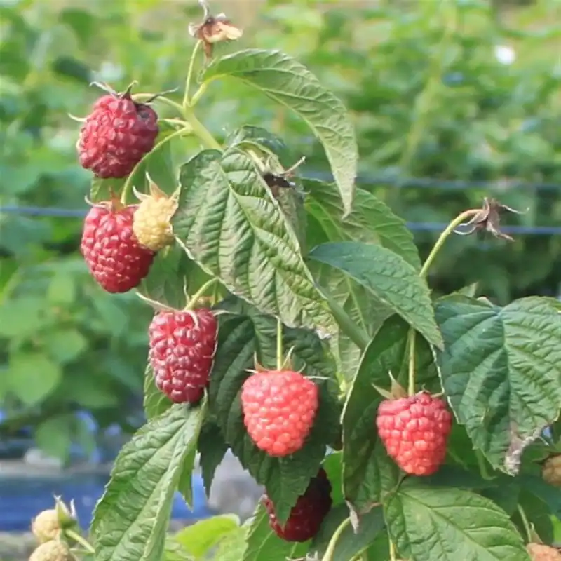 Rubus idaeus Lowberry ® Little Sweet Sister, Hösthallon | Utförsäljning