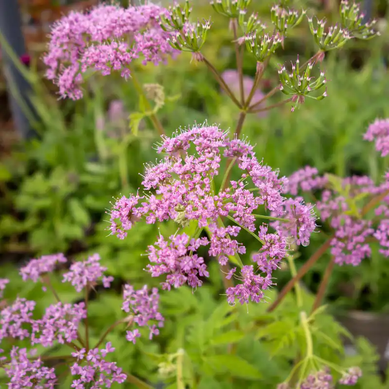 Försäljningssuccé - Chaerophyllum hirsutum Roseum, Bergkörvel