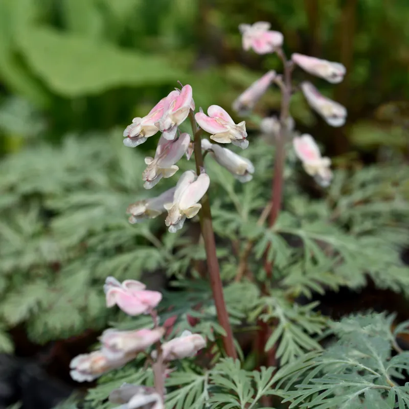 Topprodukt | Dicentra canadensis, Silverhjärta