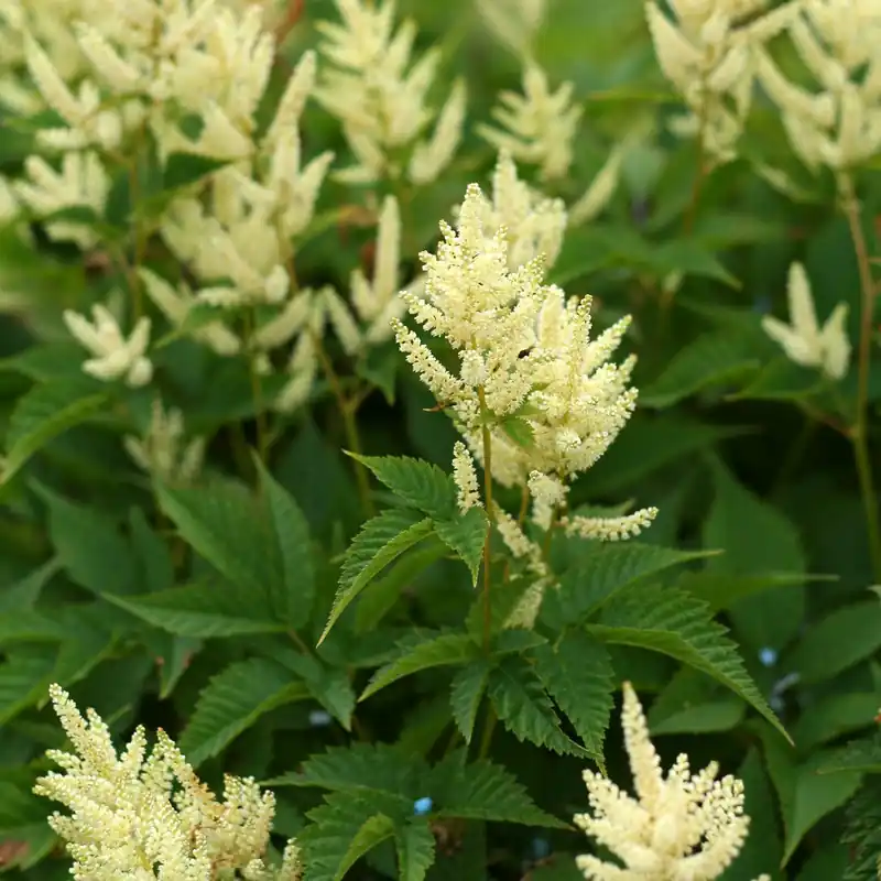 Begränsat lager - Aruncus hybr. Sparkles, Plymspirea