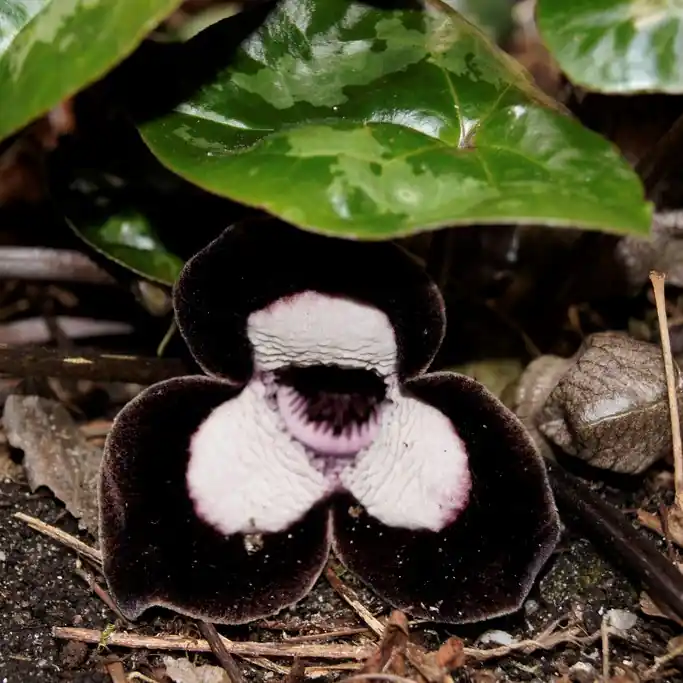 Väl omtyckt | Asarum maximum Ling Ling, Pandahasselört