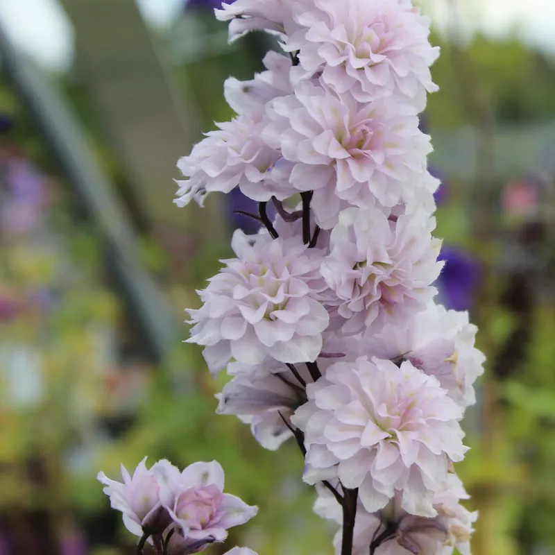 Delphinium elatum Highlander Cha Cha ®, Trädgårdsriddarsporre - Snabb leverans