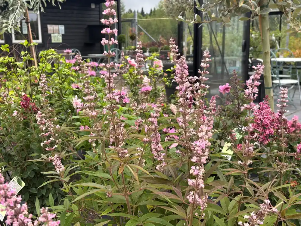Vitex agnus-castus Galactic Pink ®, Kyskhetsträd | Skaffa nu