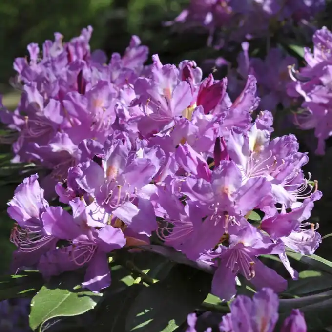 Rhododendron ponticum, Pontisk Rododendron | Ny lansering