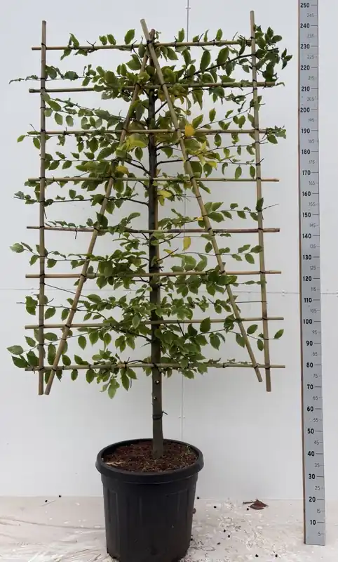 Mycket populär | Carpinus betulus, Avenbok Skärm