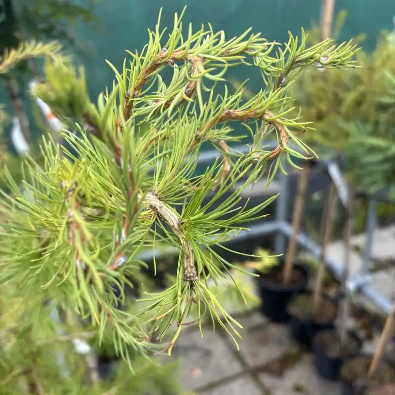 Larix decidua Horstmann, Europeisk lärk - Prissänkt