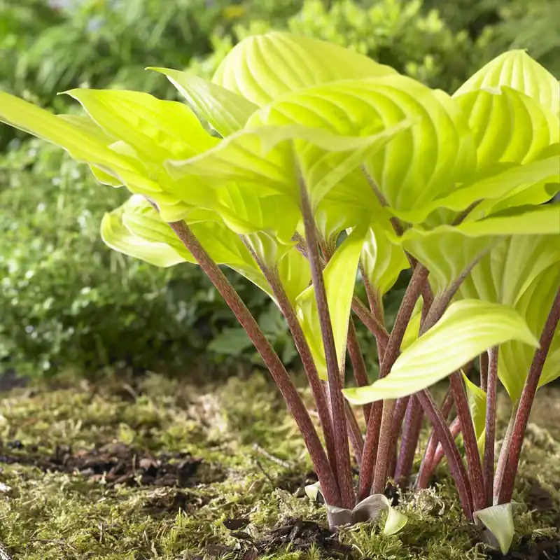 Deal - Hosta hybr. Fire Island, Funkia