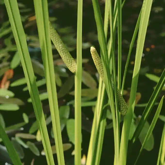 Tillverkarpris - Acorus calamus, Kalmus