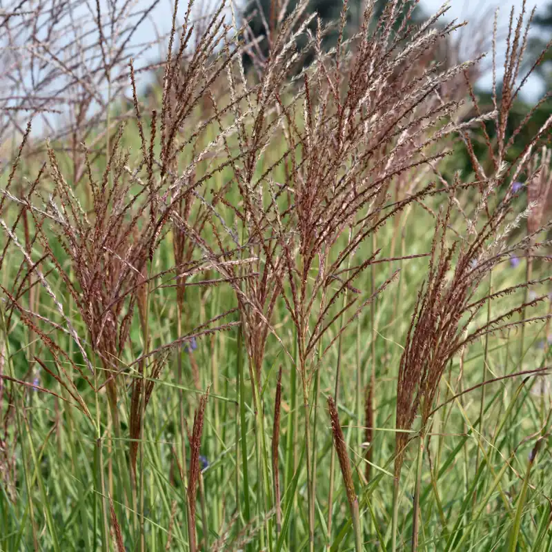 Miscanthus sinensis Yakushima Dwarf, Glansmiskantus - Storsäljare
