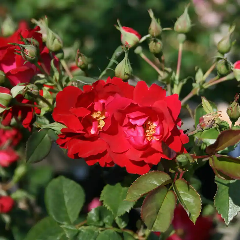 Populärt just nu - Rosa kordesii Champlain, Kanadensisk Buskros